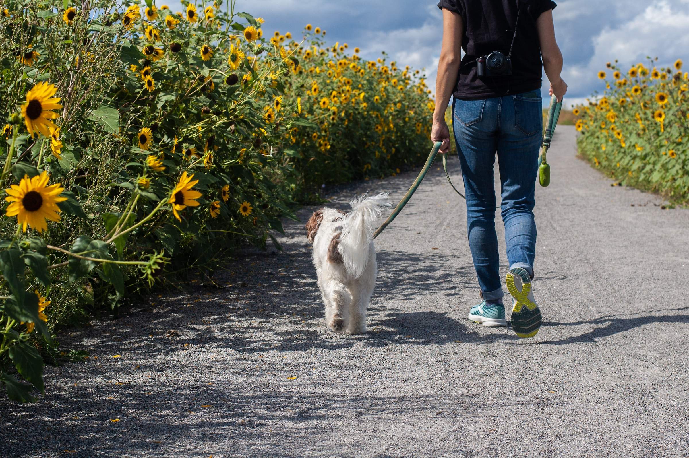 Dog Walking Side Hustle