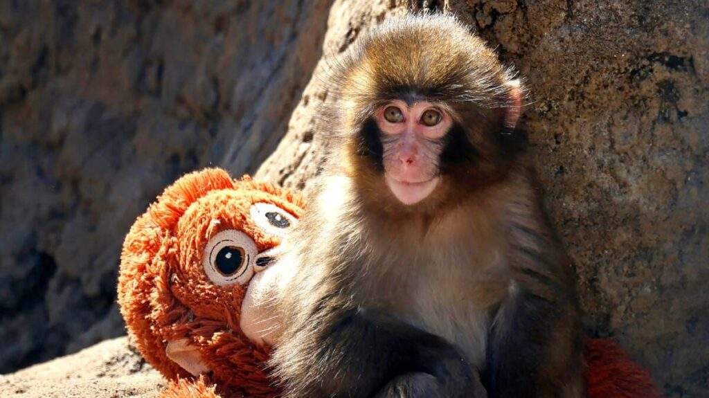 Punch the monkey and IKEA djungelskog plush